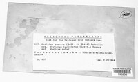 Hericium coralloides image